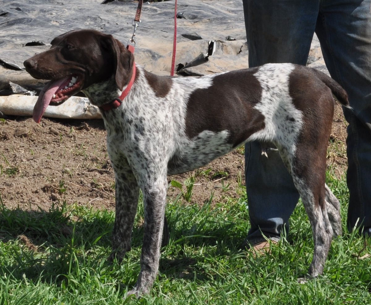 Hall's Orlando Jade | German Shorthaired Pointer 