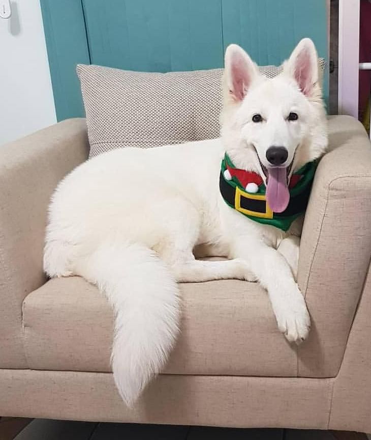 Bartram aus Fontschweizer | White Swiss Shepherd Dog 