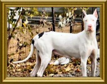 Bella of Excalibur | Great Dane 