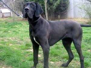 L&amp;D Wagner Dog Carin | Great Dane 