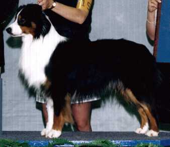 Briarbrook's Image Maker | Australian Shepherd 