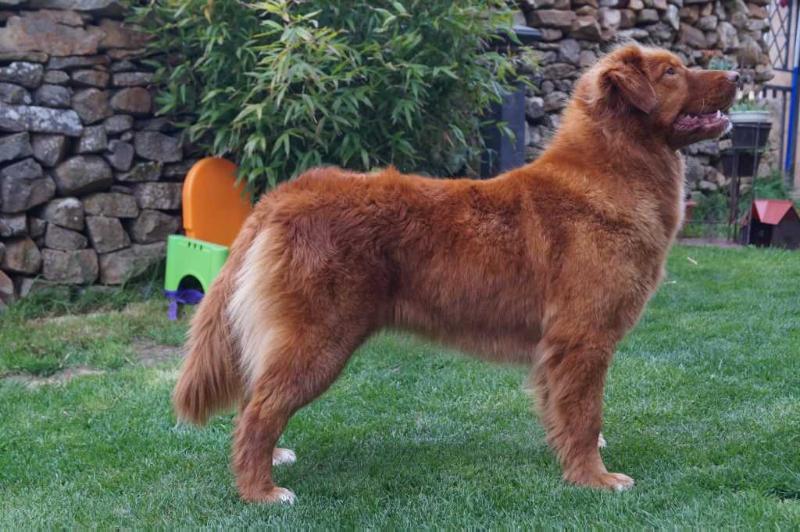 Canis Amicus Gama | Nova Scotia Duck Tolling Retriever 