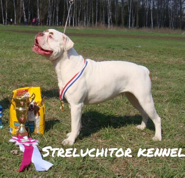 Inventor Tanfoglio Inna for Streluchitor | American Bulldog 