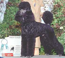 Avion Sports Coupe | Poodle 