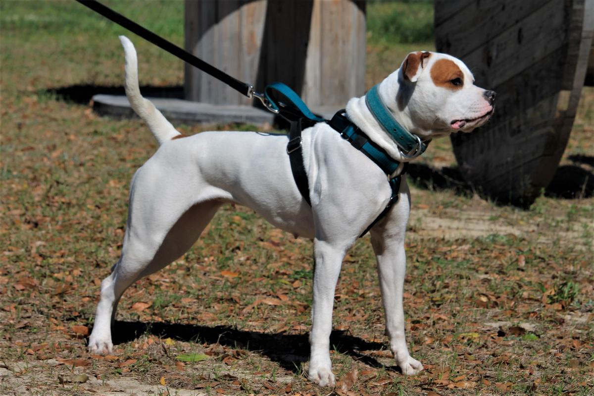 Turner Hill's Blond Bombshell | American Bulldog 
