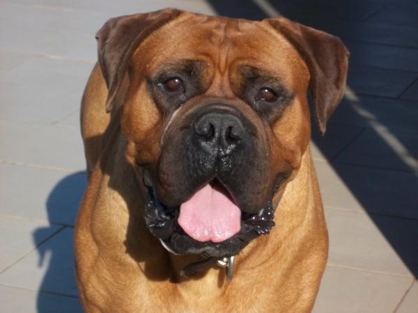 Burned Oak baby red for Aikia | Bullmastiff 