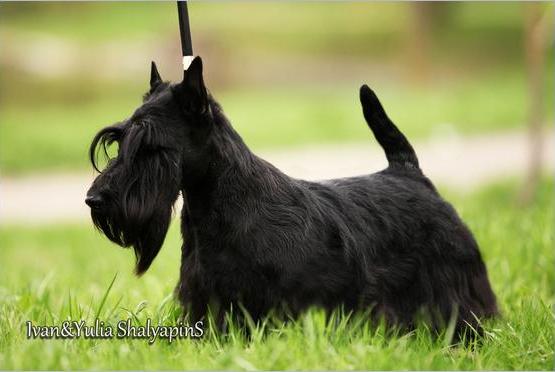 Ayrzol Sinead | Scottish Terrier 