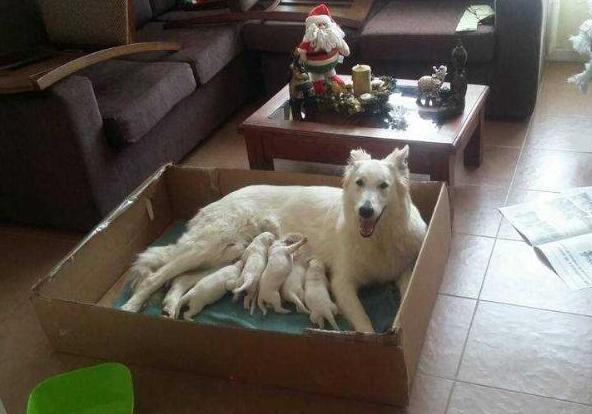 Aika Brisas de los Andes | White Swiss Shepherd Dog 