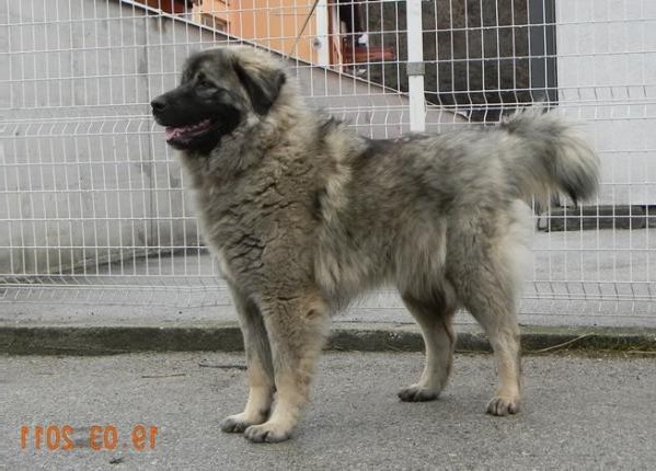 Minika od stankoviCa | Yugoslavian Shepherd Dog-Sarplaninac 