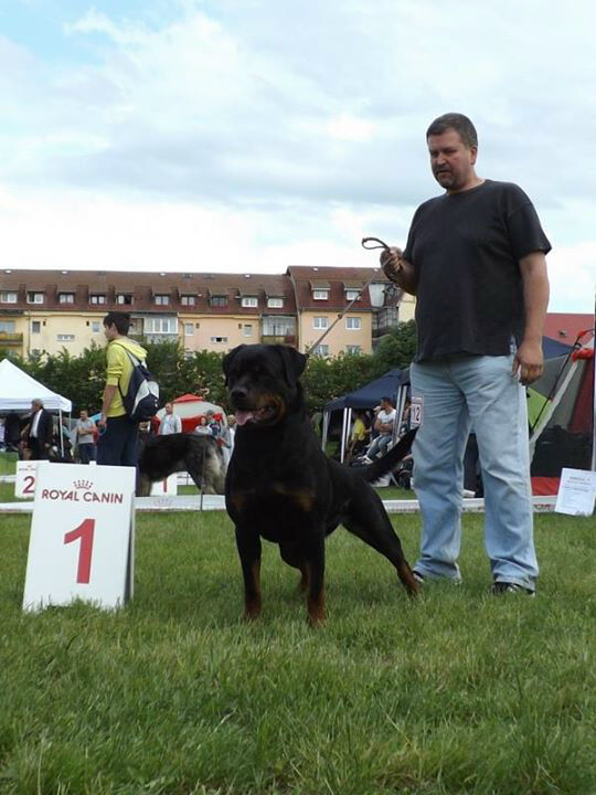 Anouk Vom Moritzberg | Rottweiler 