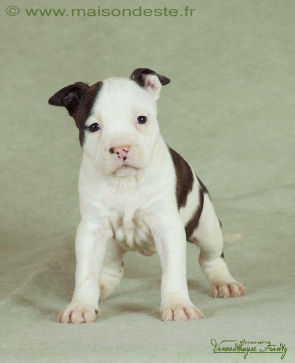 El vira de la maison  d este | American Staffordshire Terrier 