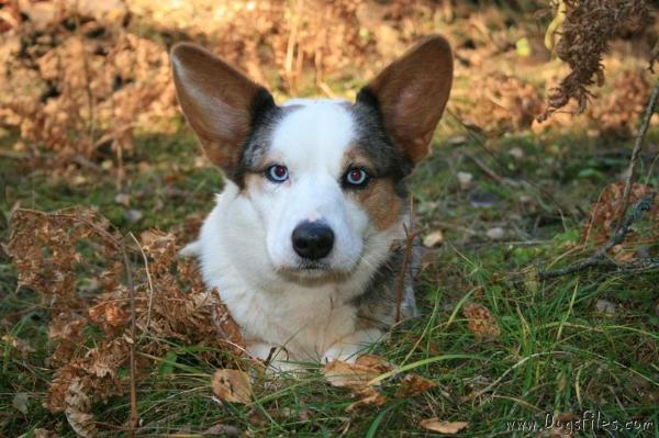 Imme'S a blue angel | Cardigan Welsh Corgi 