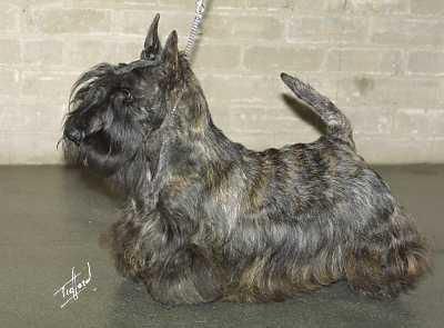 Killisport McTavish at Boquhan | Scottish Terrier 