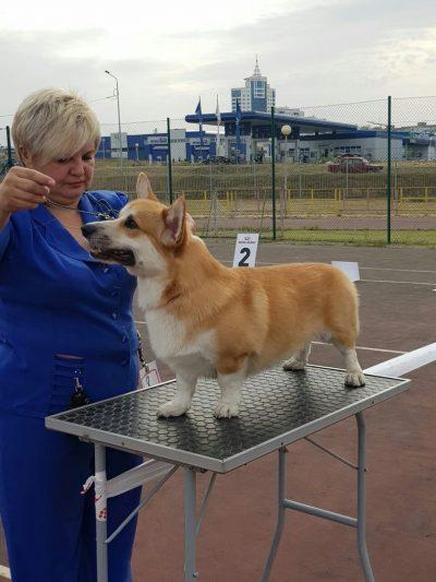 Larison King iz Ksaro-Chestnaya Igra (N/B) | Pembroke Welsh Corgi 