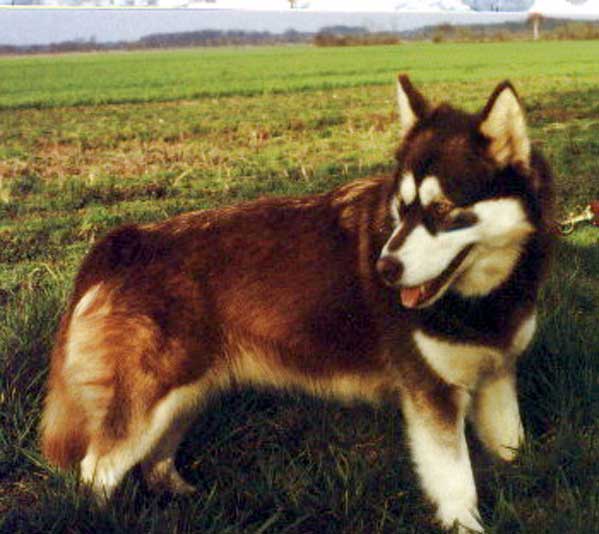 Sluka del Biagio | Alaskan Malamute 