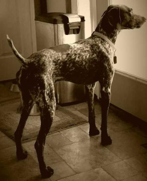 CASE BAUMGARN | German Shorthaired Pointer 