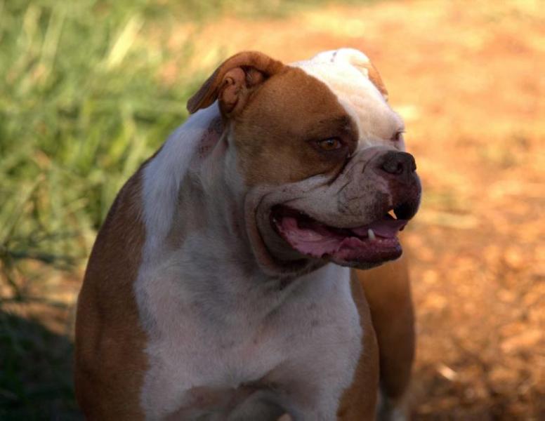 Chiaradia's Chica Mala of Nitrobull's | American Bulldog 