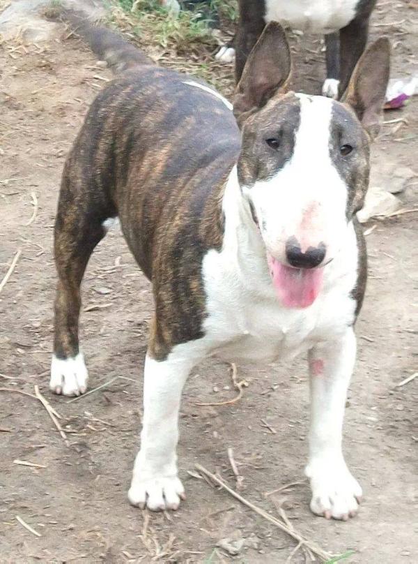 KILLA OF OAXAR | Bull Terrier 