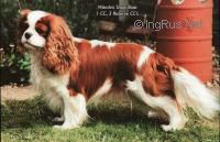 WANDRIS SHOW BOAT | Cavalier King Charles Spaniel 