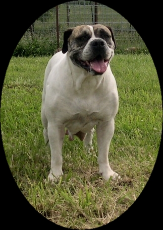 Edward's Sugar | Olde English Bulldogge 