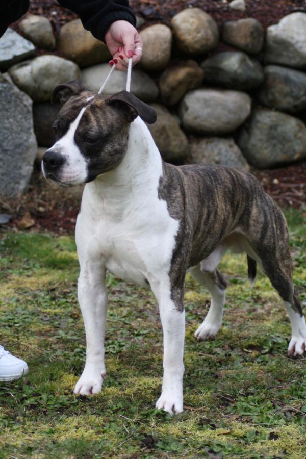Blackstar's Walk On The Wild Side | American Staffordshire Terrier 