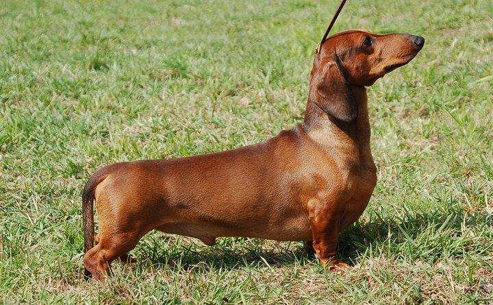 Arcano's El Celtibero | Dachshund 