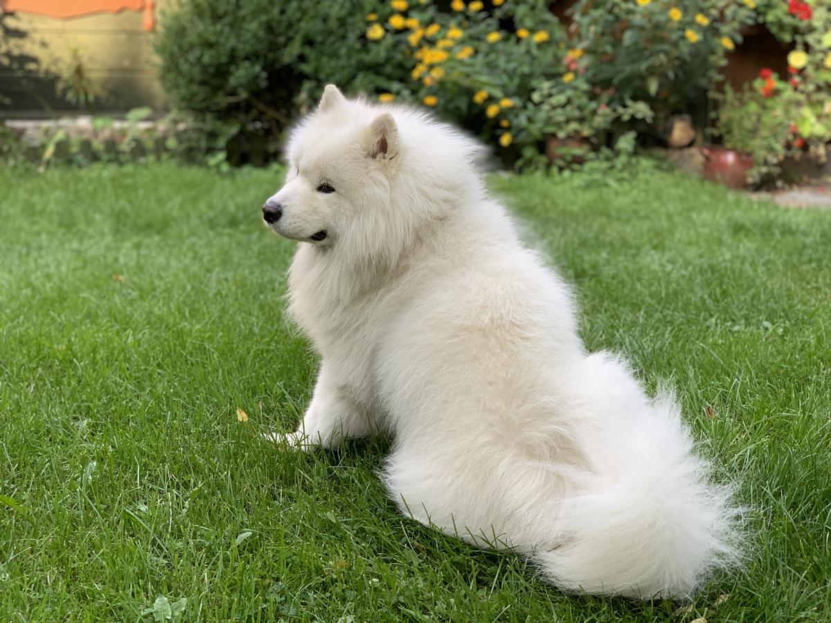 IDITAROD OF BUDDY The Glow Of The Snowy Star | Samoyed 