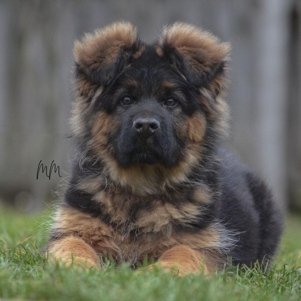 Eliot vom Radhaus | German Shepherd Dog 
