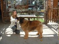 Vannroy Call Me Madam from Helkenna | Leonberger 