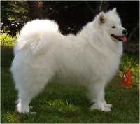 Talvituuli Known As Candy | Samoyed 