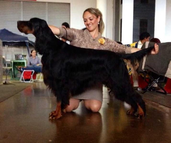 Triaccan Gordon Charlie Star | Gordon Setter 