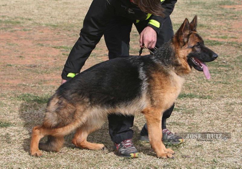 Olimpia de Jibor-Can | German Shepherd Dog 