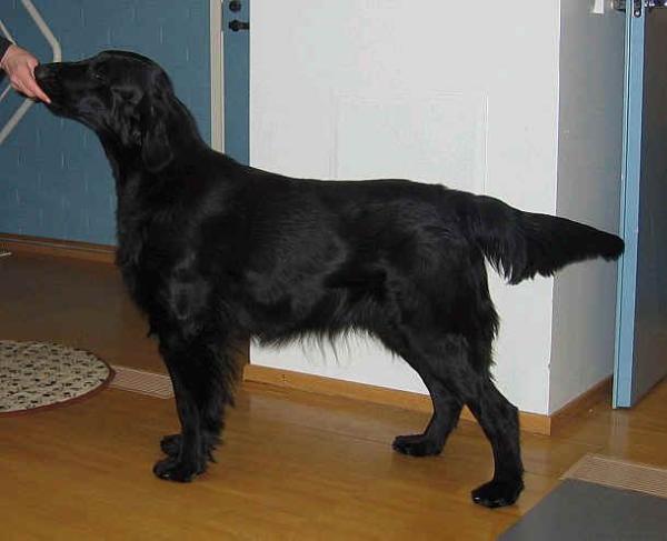 Lijynis Little Devil | Flat-Coated Retriever 