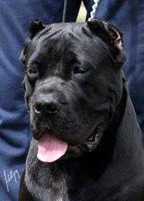 GIOVANNA STRAJANO | Cane Corso 