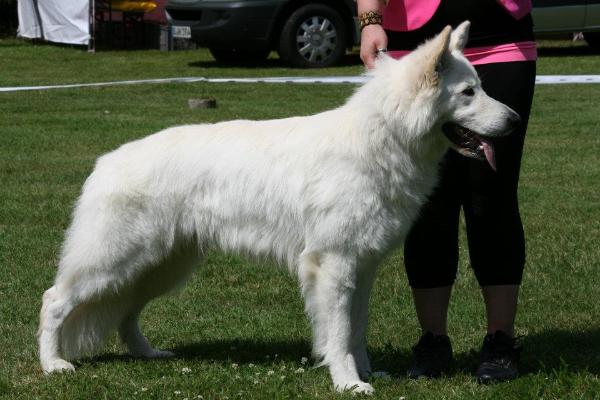 Joyfull White Angel´s Amadeus ( Amos ) | White Swiss Shepherd Dog 