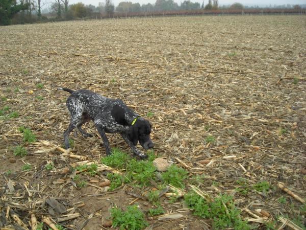 Chagal de la Porte de Becray | German Shorthaired Pointer 