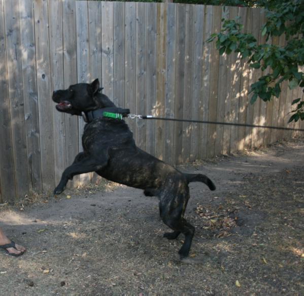 Golfo De La Arena (Banner) | Perro de Presa Canario 