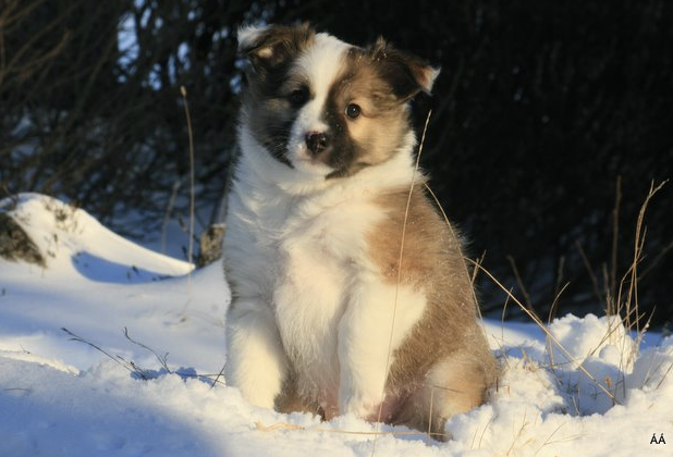 Laufeyjar Embla | Icelandic Sheepdog 