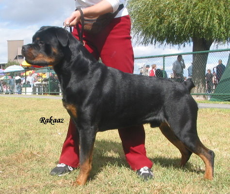 Rakaaz Hunter | Rottweiler 