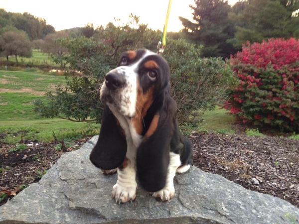 Brentley's Expresso of Berry Hill | Basset Hound 