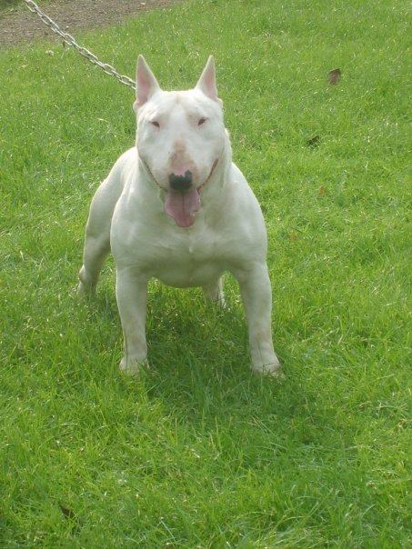 Xerox Genuine Bullcor | Bull Terrier 