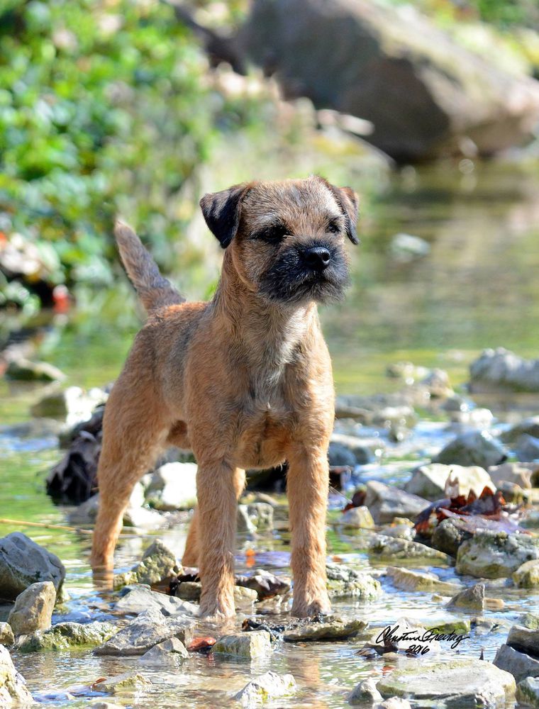 Meadowlake Dark Side Of The Moon | Border Terrier 