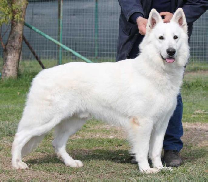 One Together della Corte dei Delfini Bianchi | White Swiss Shepherd Dog 