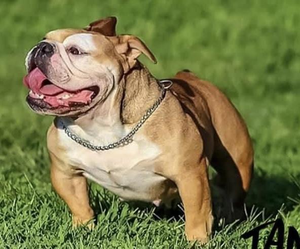 Rodriguez Tank | Olde English Bulldogge 