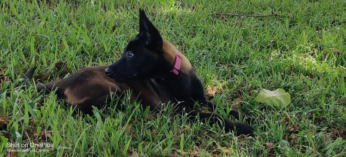 Candela | Belgian Malinois 