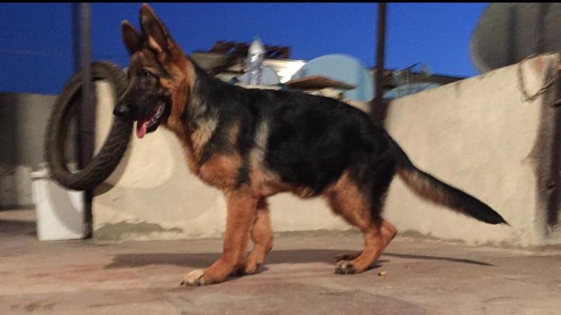 vake vom perfect kennel | German Shepherd Dog 