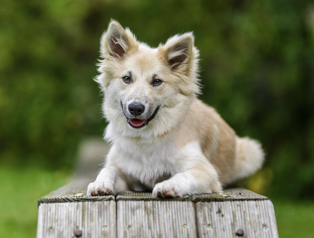 Hervör aus Vinkona | Icelandic Sheepdog 