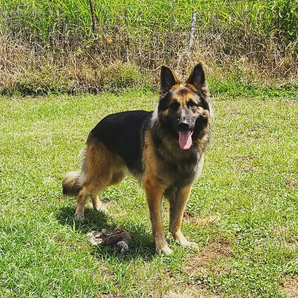 Bjorn Vom Franks | German Shepherd Dog 