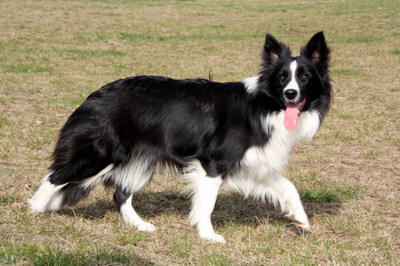 ELSA Karnelis | Border Collie 