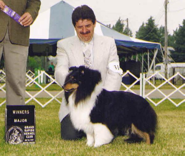 Apple Acres Blue Heaven Thunder | Shetland Sheepdog 